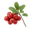 Wintergreen Oil