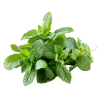 Peppermint